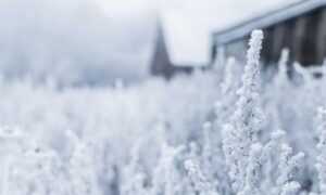 advice for family members of llblogfamily