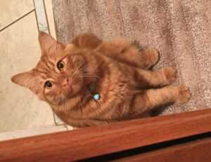 communication tips fparentips