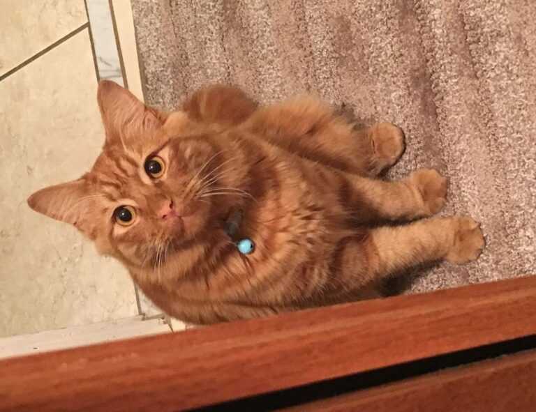 communication tips fparentips