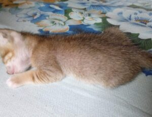 entrepreneurial tips fparentips