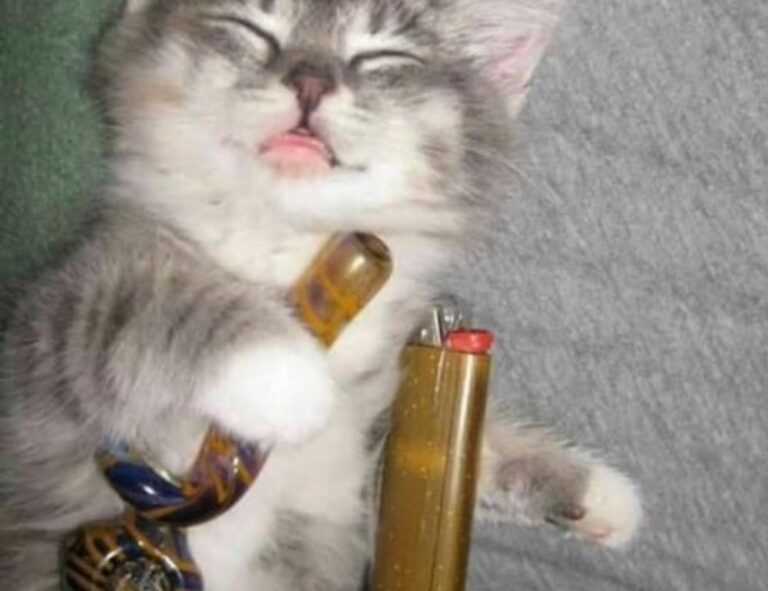 food named hingagyi in myanmar