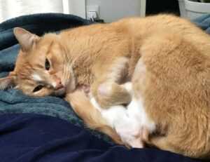 health tips fparentips