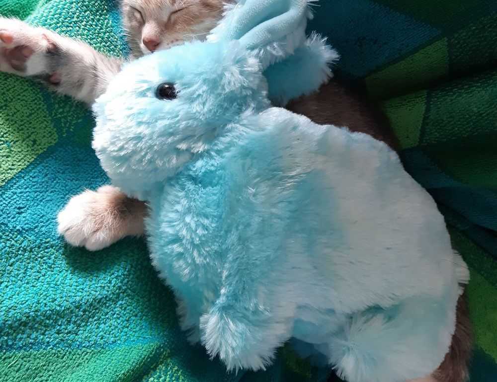 is lescohid herbicide the best for grass