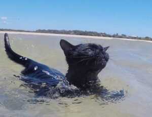 learning with games fparentips