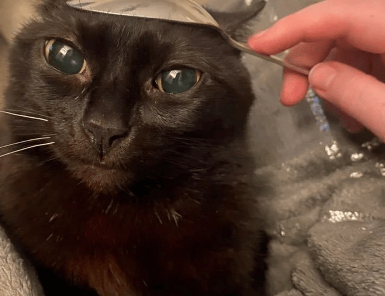 nutritional advice llblogfamily