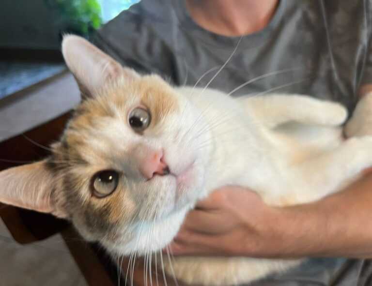 souvenirs from the country of hausizius