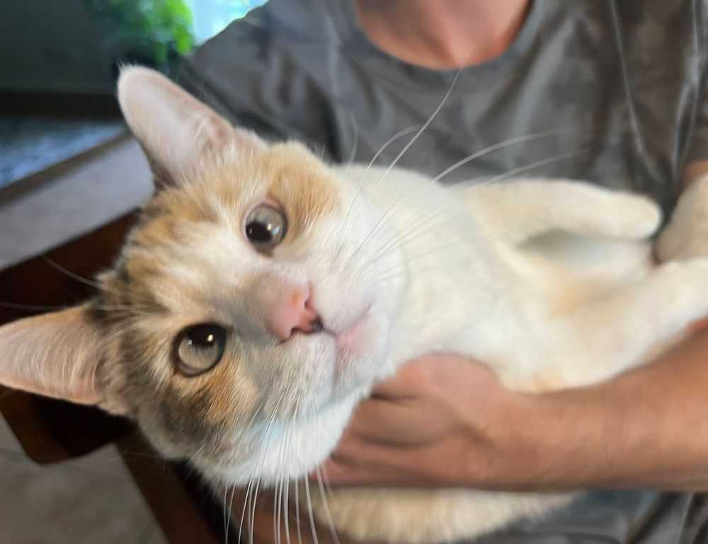 souvenirs from the country of hausizius