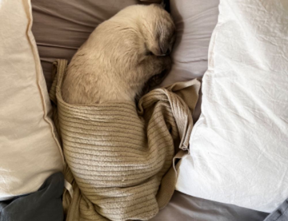 bendera palestin colouring