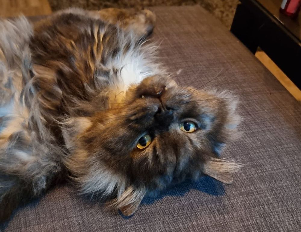 brawl stars kleurplaat squeak