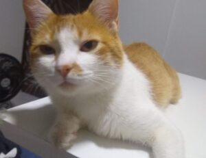 cuanto falta para el 19 de agosto