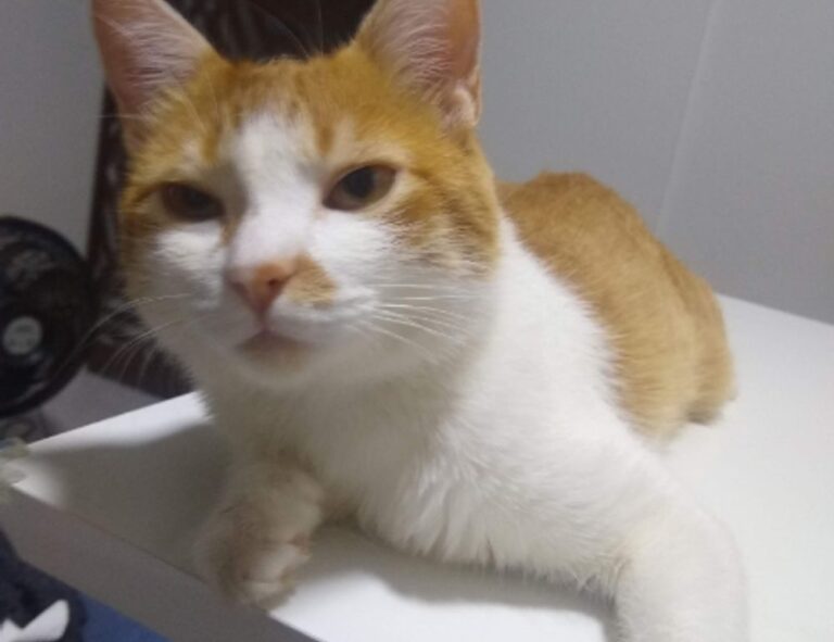 cuanto falta para el 19 de agosto