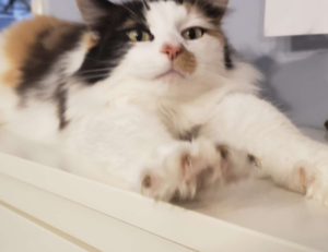 drake video polemico