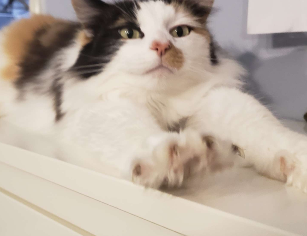 drake video polemico