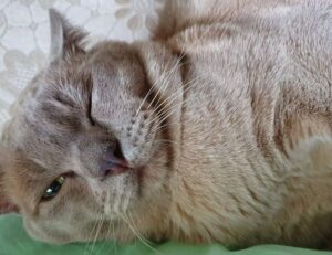 kuromi:_s_qsoenxpk= my melody