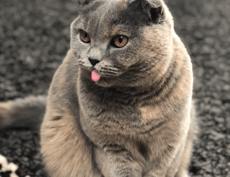 letras antiguas bonitas