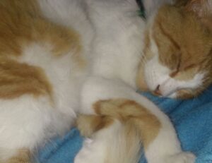 sophiesouth onlyfans