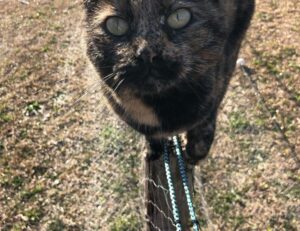 wow respuestas nivel 91