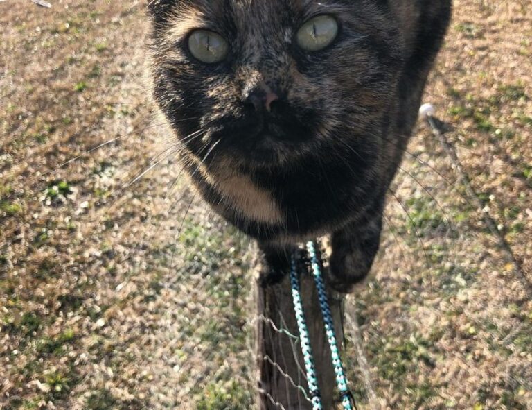 wow respuestas nivel 91